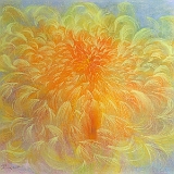 Chrysanthemum